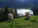 Alm am Schliersee