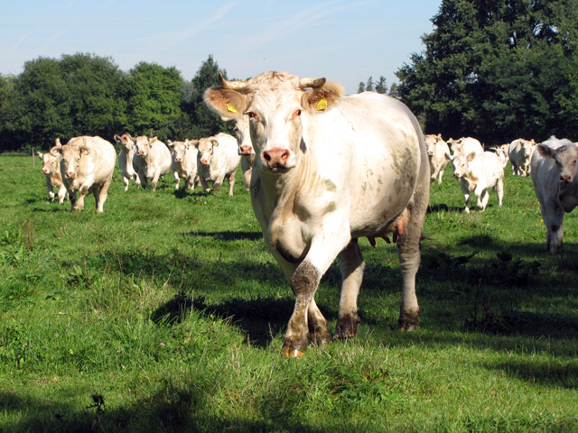 Charolaisrinder auf der Weide am Zillerhof
